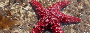 Starfish on a beach - About ASU Mid-South