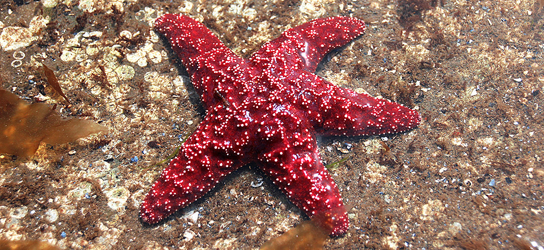 Starfish
